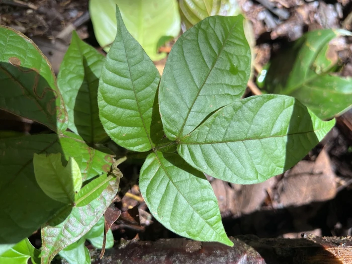 Inga edulis image