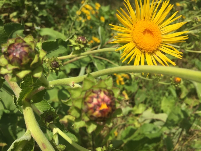 Inula helenium image