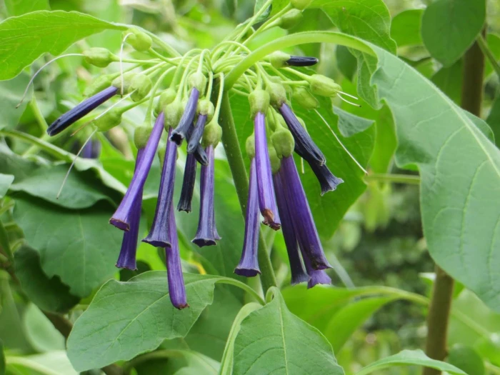 Iochroma cyaneum image