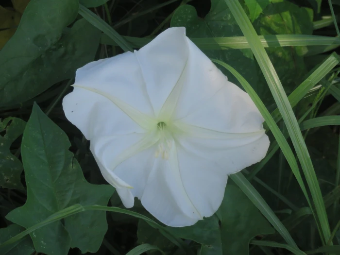 Ipomoea alba image