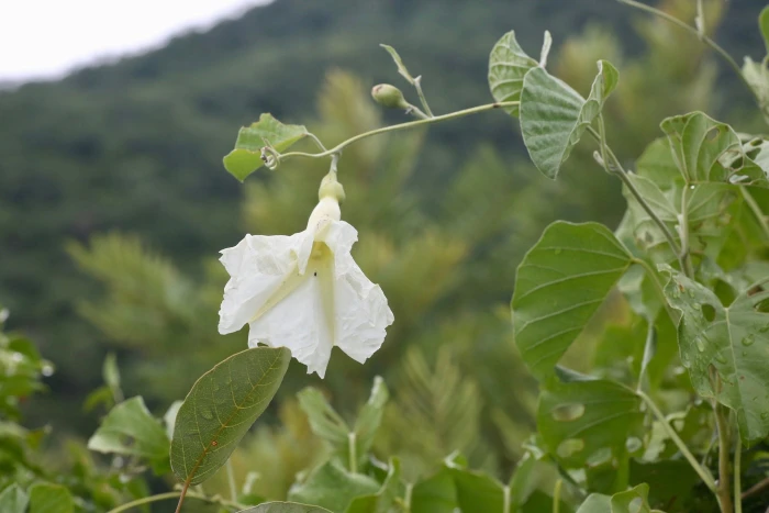 Ipomoea albivenia image