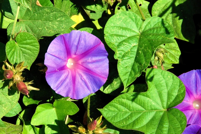 Ipomoea indica image
