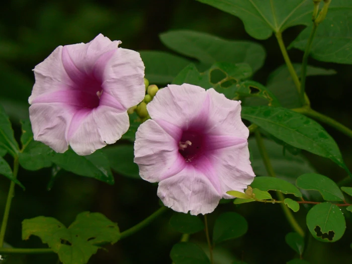 Ipomoea mauritiana image