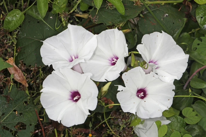Ipomoea pandurata image