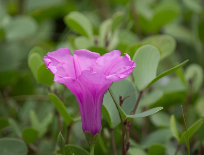 Ipomoea pes-caprae image