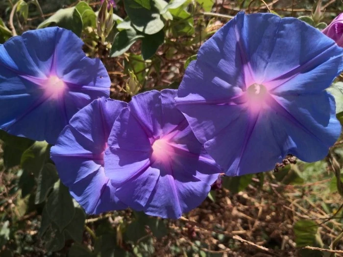 Ipomoea purpurea image