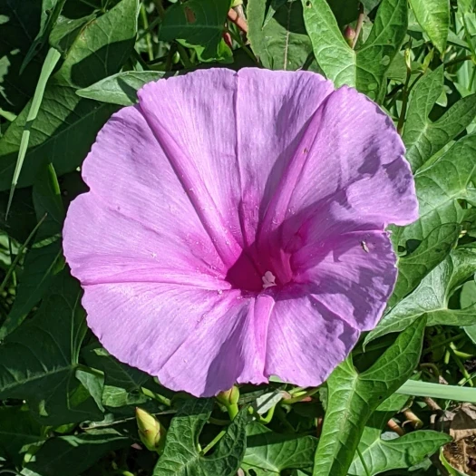 Ipomoea sagittata image