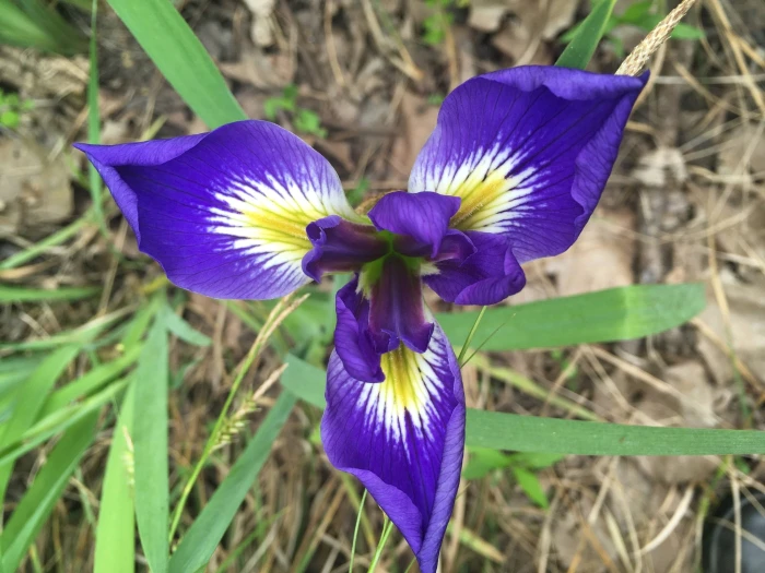 Iris brevicaulis image
