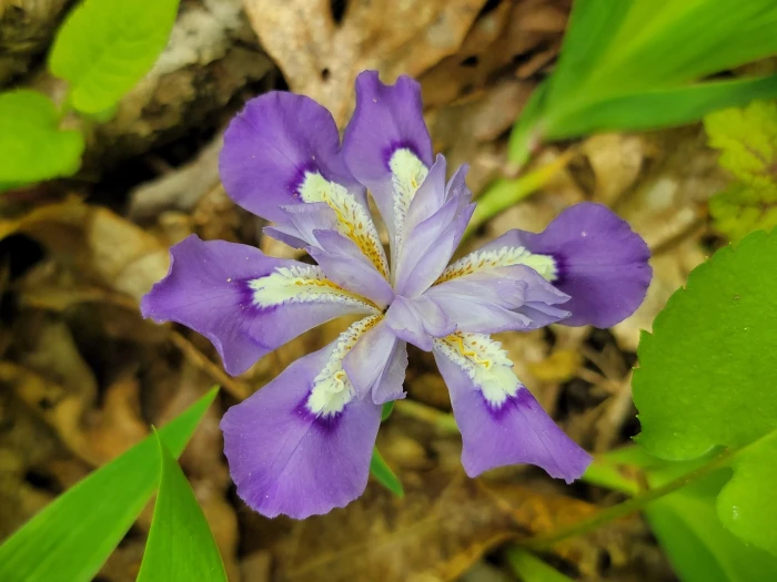 Iris cristata image