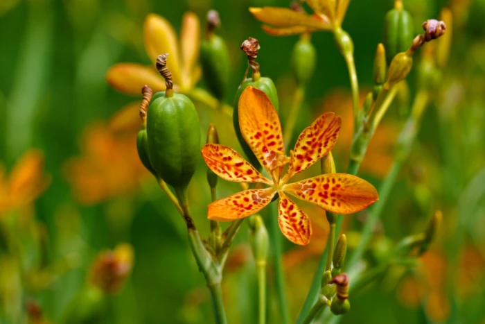 Iris domestica image