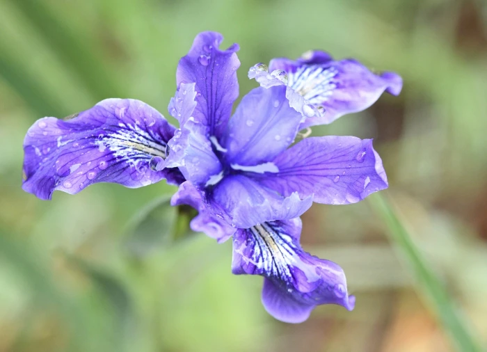 Iris douglasiana image