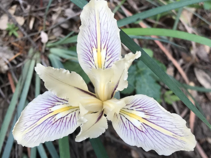 Iris fernaldii image
