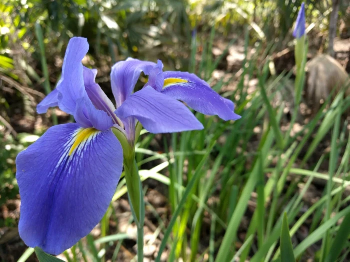 Iris giganticaerulea image