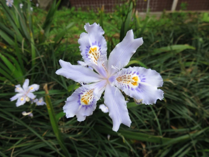 Iris japonica image