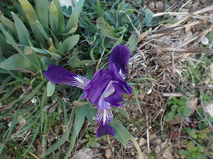 Iris lutescens image