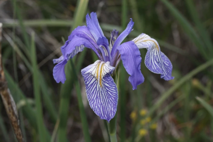 Iris missouriensis image