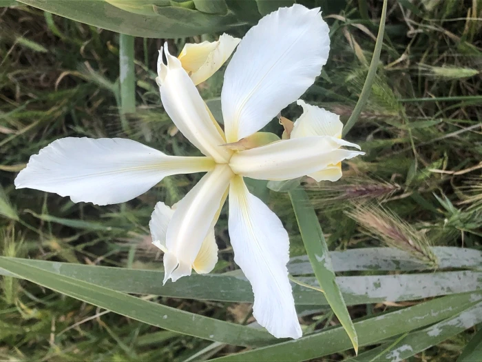 Iris orientalis image