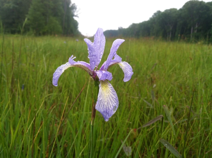 Iris prismatica image