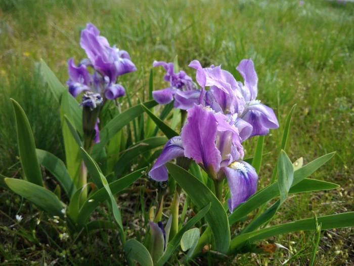 Iris pumila image