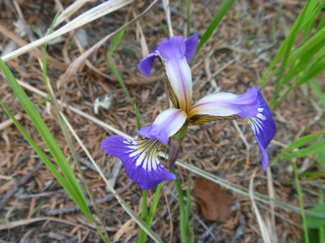 Iris setosa image