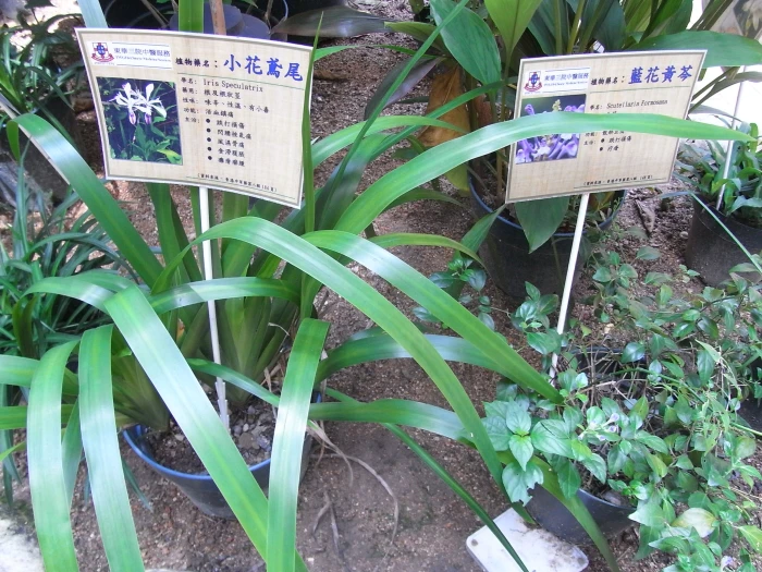 Iris speculatrix image