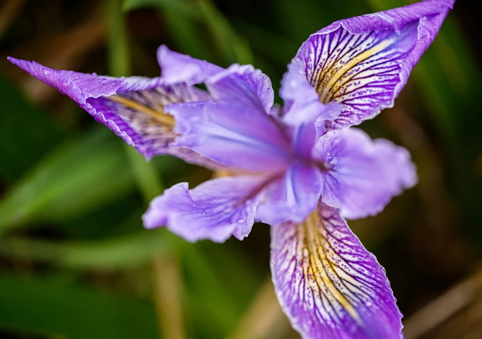 Iris tenax image