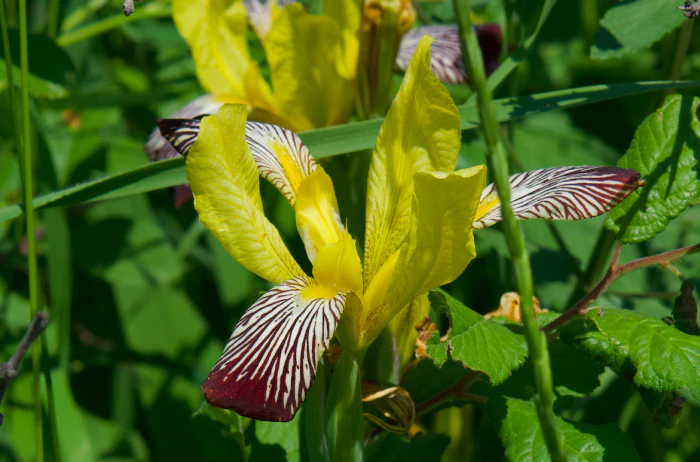 Iris variegata image