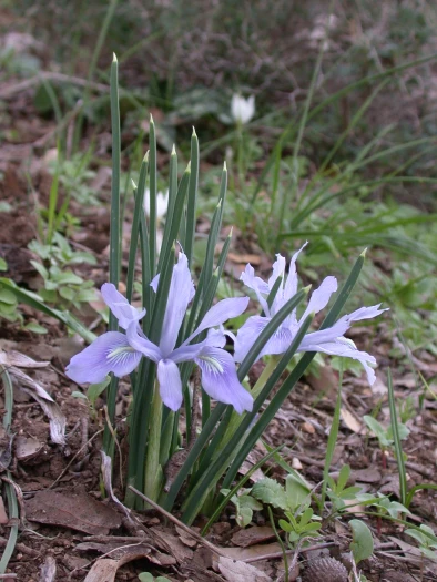 Iris vartanii image