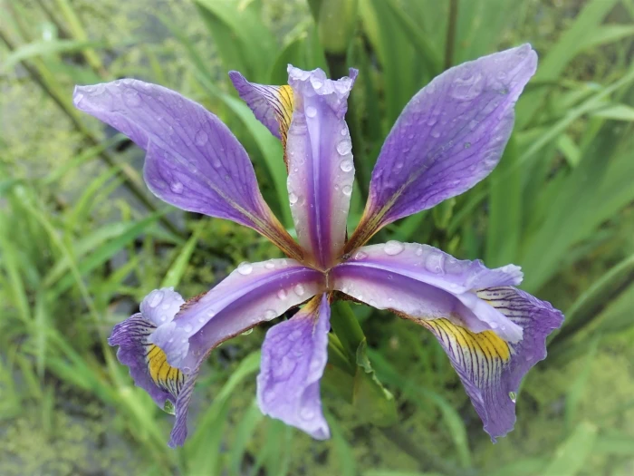 Iris virginica image