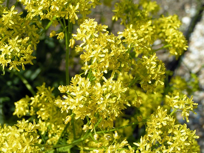 Isatis tinctoria image