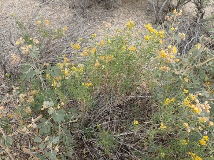 Isocoma acradenia image