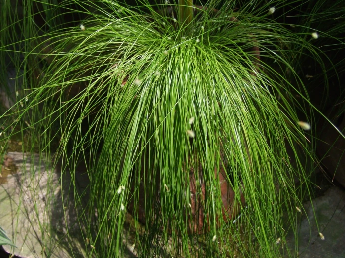 Isolepis cernua image