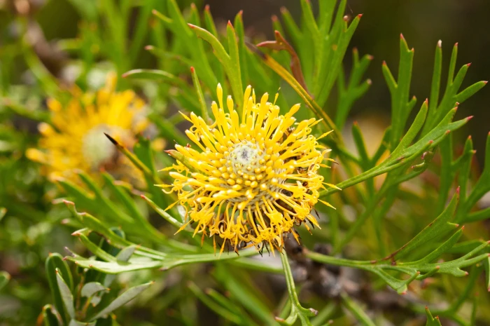 Isopogon anemonifolius image