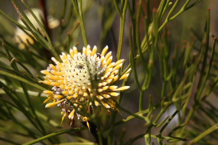 Isopogon anethifolius image
