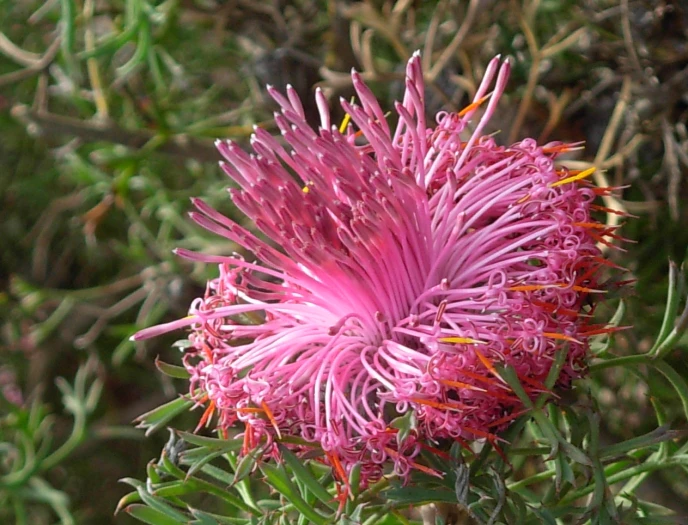 Isopogon dubius image