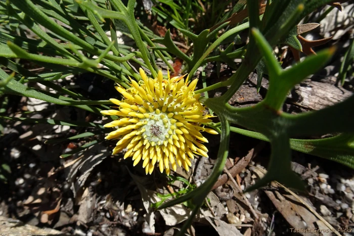 Isopogon petiolaris image