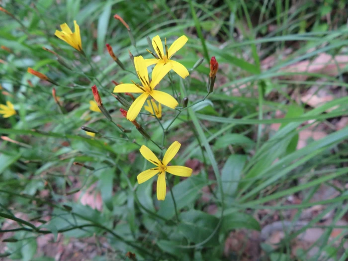 Ixeridium dentatum image