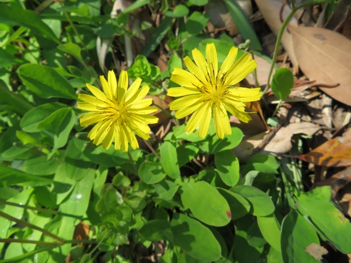 Ixeris stolonifera image