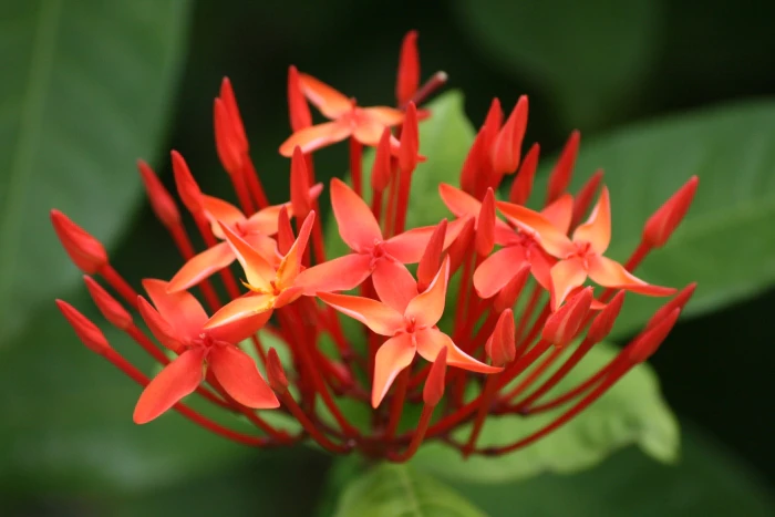 Ixora chinensis image