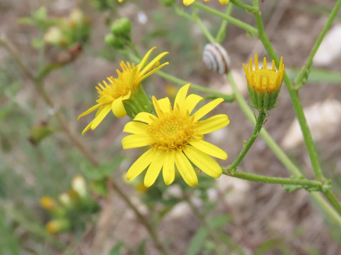 Jacobaea erucifolia image