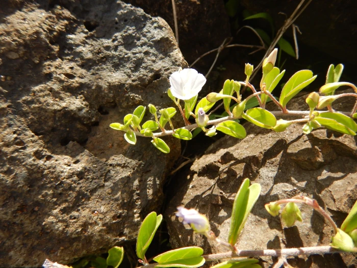 Jacquemontia ovalifolia subsp. sandwicensis image
