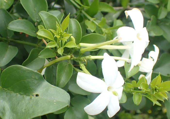 Jasminum angulare image