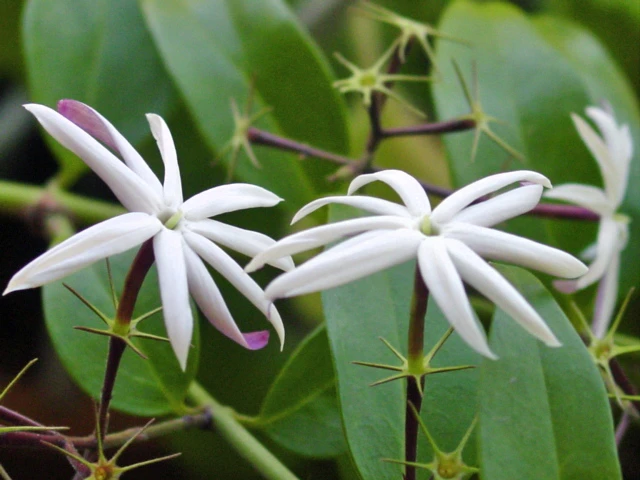 Jasminum laurifolium image