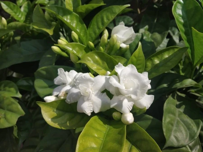 Jasminum sambac image