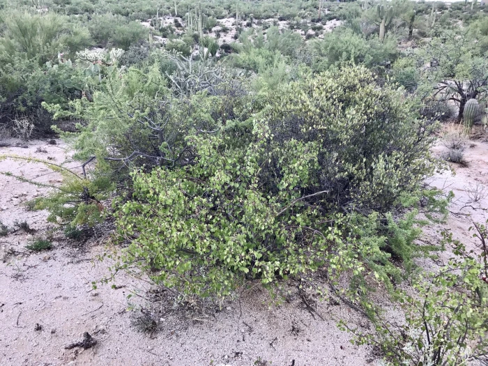 Jatropha cardiophylla image