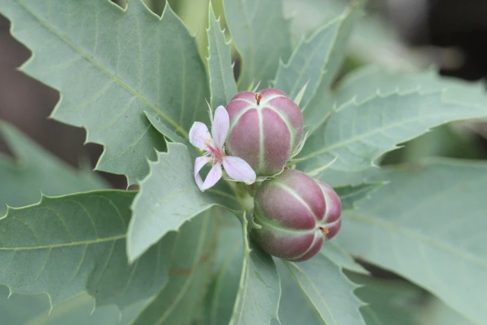 Jatropha macrorhiza image