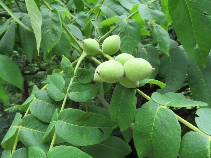 Juglans ailantifolia image