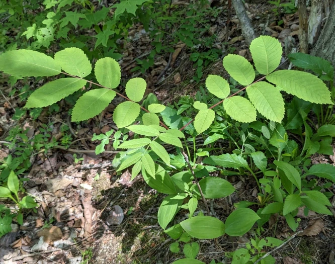 Juglans mandshurica image