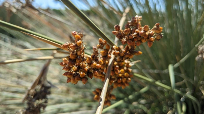Juncus acutus image