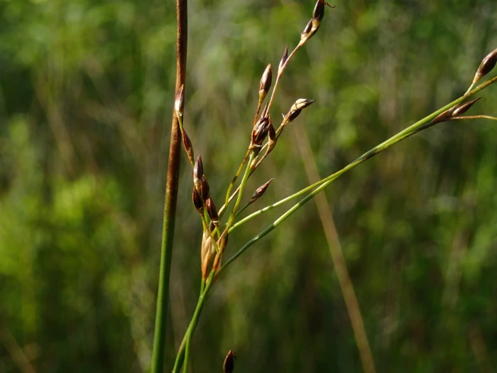 Juncus arcticus image